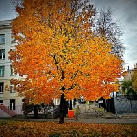 Осень. :: Владимир Драгунский