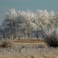 Оделись изморозью кроны, совсем нежданно. Поутру. :: nadyasilyuk Вознюк