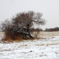 Зима наступает. :: nadyasilyuk Вознюк