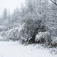 Первый снег :: Владимир Зырянов