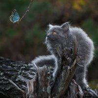 портрет с бабочкой. :: Владимир 