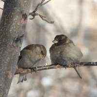 холодно :: Ольга Гомзина