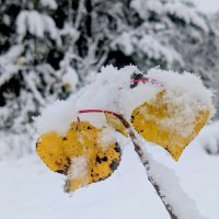 Сегодняшняя природа  1 :: Александр Прокудин