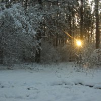 где то в лесу :: Владимир Зырянов