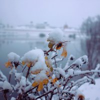 Предзимний день :: Сергей Кочнев