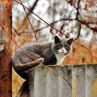 Сосед в гости пришёл. :: Восковых Анна Васильевна 