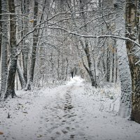 "В предзимнем парке"© :: Владимир Макаров