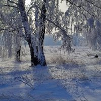 Нарядил Мороз деревья :: Валентина Богатко 