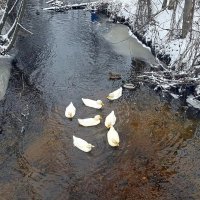 "Десант" на воде. :: Ольга Довженко