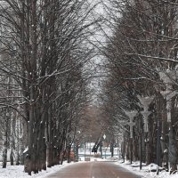 Аллея в парке. :: Наталья Вязигина