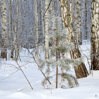 Сосенка :: Татьяна Лютаева