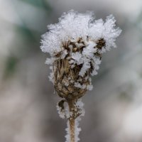 В шапочке :: Галина Ильясова