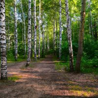 Новочебоксарск. Берёзовые заросли Ельниковской рощи летом. :: Пётр Чернега