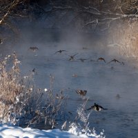 Утки зимой. :: Владимир Безбородов