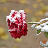 Красавица под снегом :: Светлана 