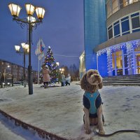 Скоро, скоро Новый год, Чиченька подарки ждёт )) :: Владимир Хиль