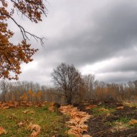 Осенняя тропинка :: Наталья Димова