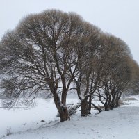 Ивы у озера :: Денис Бочкарёв