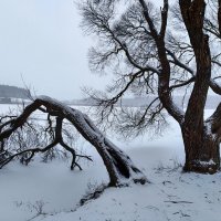 Ивы у озера :: Денис Бочкарёв