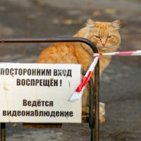 Кото наблюдение... :: Елена Логачева