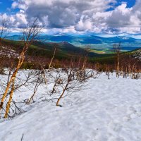 Солнечные берёзки. :: Юрий кот