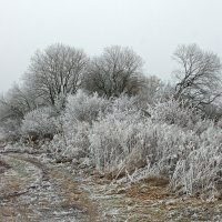 В последние дни ноября :: Елена Кирьянова