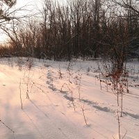 На рассветах декабря... :: Андрей Заломленков