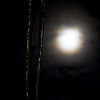 Icymoon :: Мария Райнер