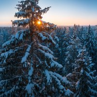 Зимний лес на рассвете :: Фёдор. Лашков