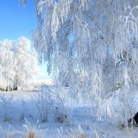 В инее :: Владимир 