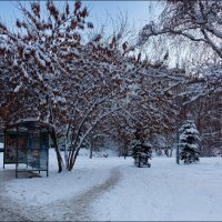 После снегопада :: Александр Тарноградский