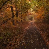 Сквозь осенний парк :: Олег Самотохин