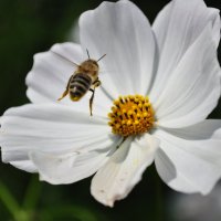Пчелка :: Дина Seredina