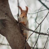 Squirrel :: Nika Shmidt