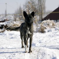 разное :: Бахытжан Акботаев