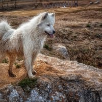 Wild dog :: Александр Смирнов