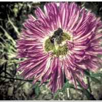 Цветок и пчелка :: Евгений Кочуров