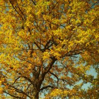 Желтая осень :: Olga Starshova