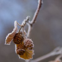 Веточка ольхи :: Петр Ступень