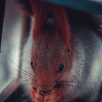 Squirrel :: Nika Shmidt