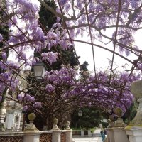 весна в Италии :: Елена Барбул