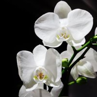 орхидея :: Анна Веро