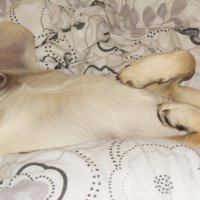 How sleep my doggy..:D :: Ольга 