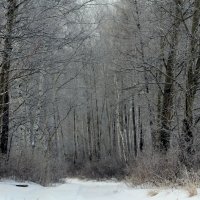 снег :: Marusiya БОНДАРЕНКО