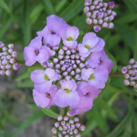 Фиолетовый цветок :: Алексей Гришанков (Alegri)