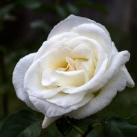 Белая роза... :: Сергей Быстров