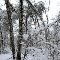 В лесу-3 :: Сергей Мягченков