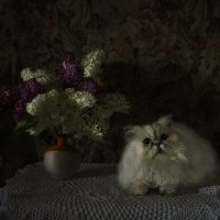 Натюрмонт с котом :: Олег Самотохин