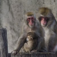Семейство обезьян :: Алёна Романова
