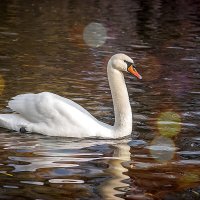 Белый лебедь на пруду :: Паша Кириченко
